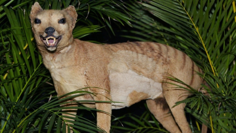 People Are Reporting Sightings of the Tasmanian Tiger, Thought to Be Extinct