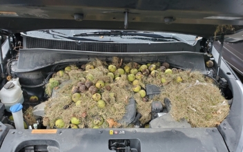 What Happened to This Car Is Nuts—200 Walnuts, to Be Exact