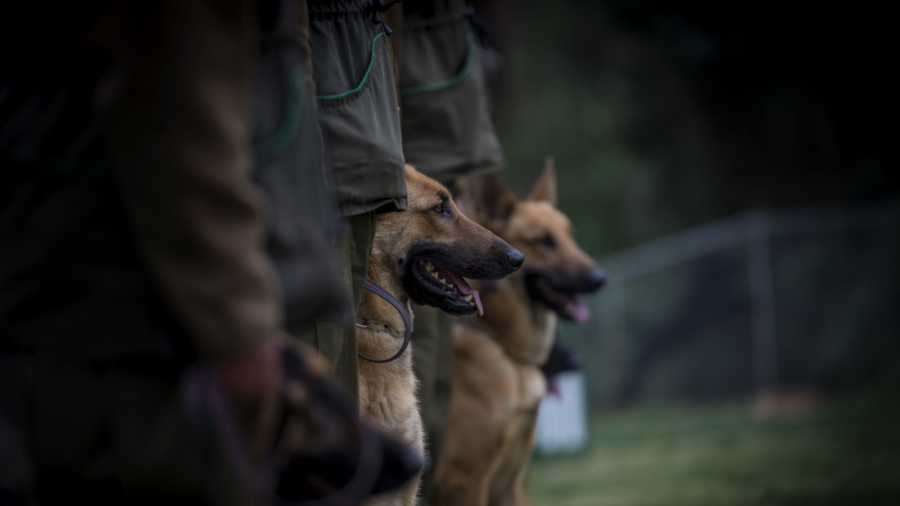 Austrian Army Says Soldier Mauled to Death by Service Dogs