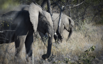 Australian Tourist Killed by Elephant in Namibia