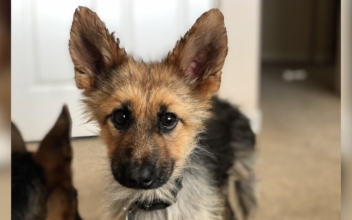 This German Shepherd Who Will Look Like a Puppy Forever Is the Best Thing on Instagram