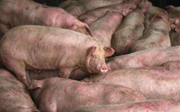 Global Pig Population May Decrease by 25 Percent Due to African Swine Fever