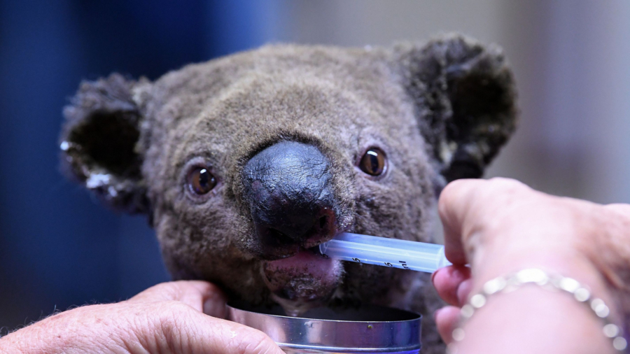 Conservation Detection Dog Saves Koalas From Australia’s Devastating Bushfire