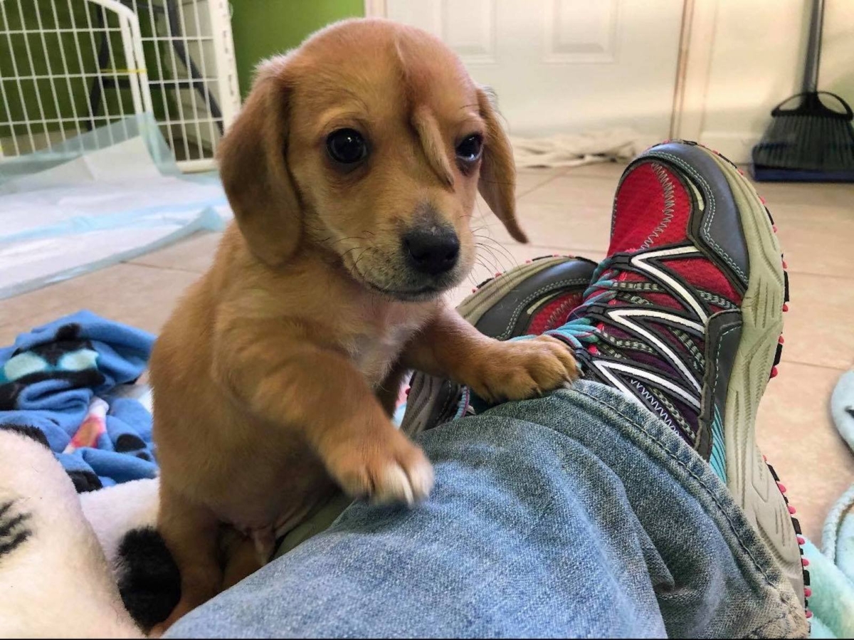 The puppy was discovered by Mac's Mission, a nonprofit organization for special needs dogs in Missouri. (Courtesy of Mac's Mission)