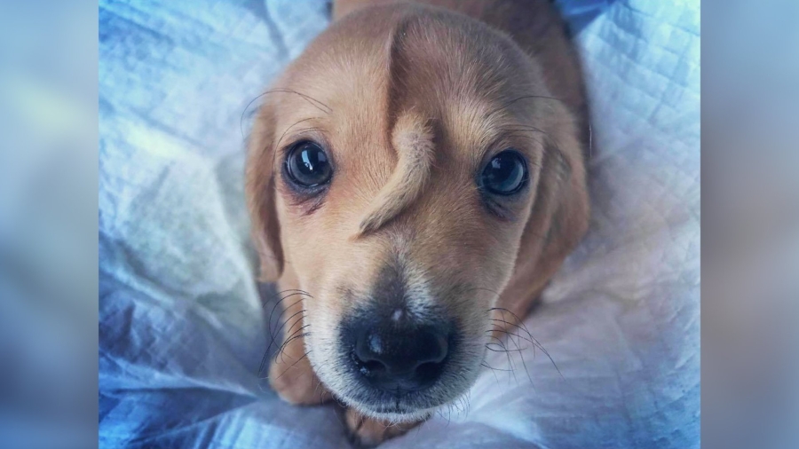 Meet Narwhal, the Rescue Puppy With a Tail Growing out of His Forehead