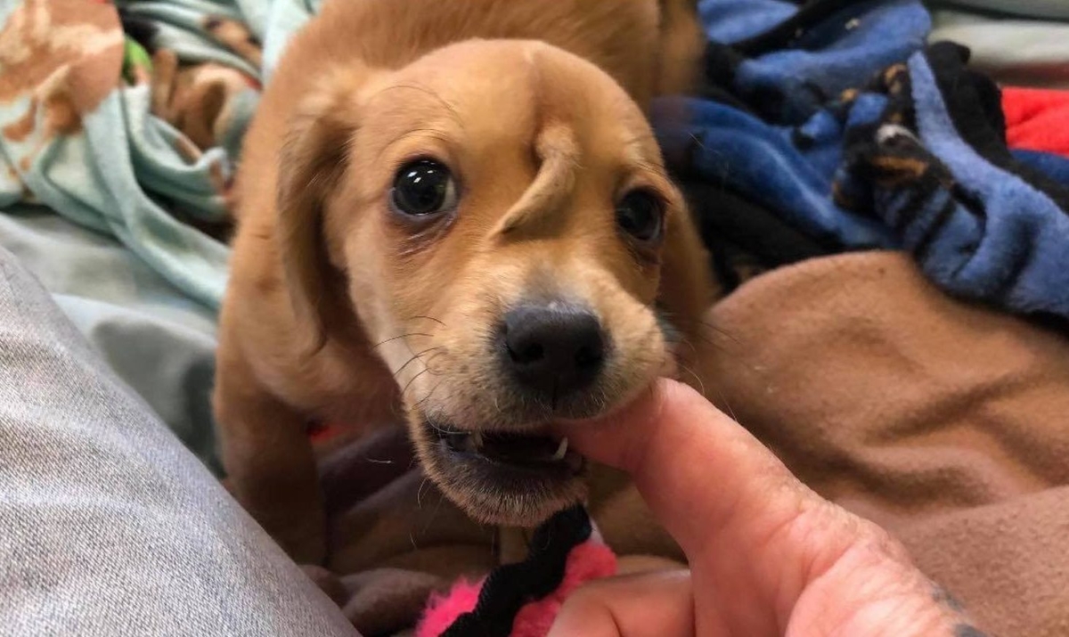 Narwhal is 10 weeks old, and recovering from frostbite in one paw. (Courtesy of Mac's Mission)