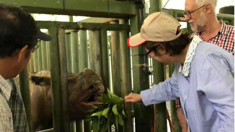 Sumatran Rhino Is Extinct in Malaysia As Lone Survivor Dies