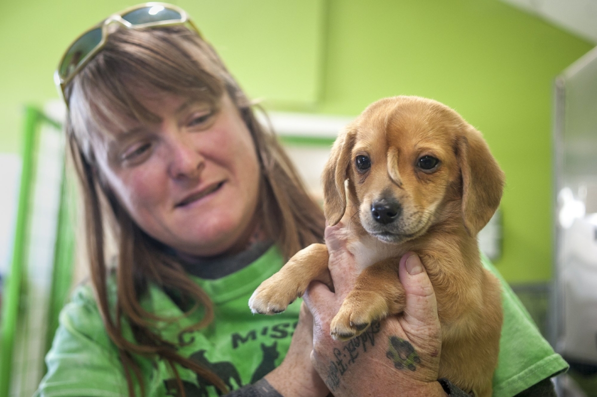 Mac's Mission animal rescue founder Rochelle Steffen holds a 10-week-old golden retriever puppy with a small tail growing between his eyes, dubbed "Narwhal," on Nov. 13, 2019, in Jackson, Mo. (Tyler Graef/The Southeast Missourian via AP)