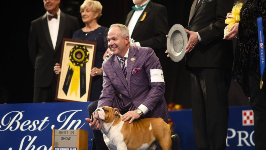 Thor the Bulldog Takes Home Top Prize at the National Dog Show