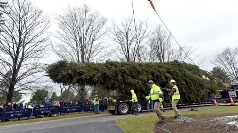 The Future Rockefeller Christmas Tree Was Cut Down, and It’s on Its Way to Manhattan