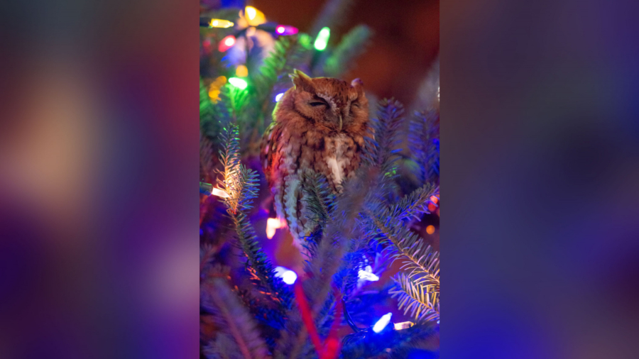 A Georgia Family Found an Owl Hiding in Their Christmas Tree