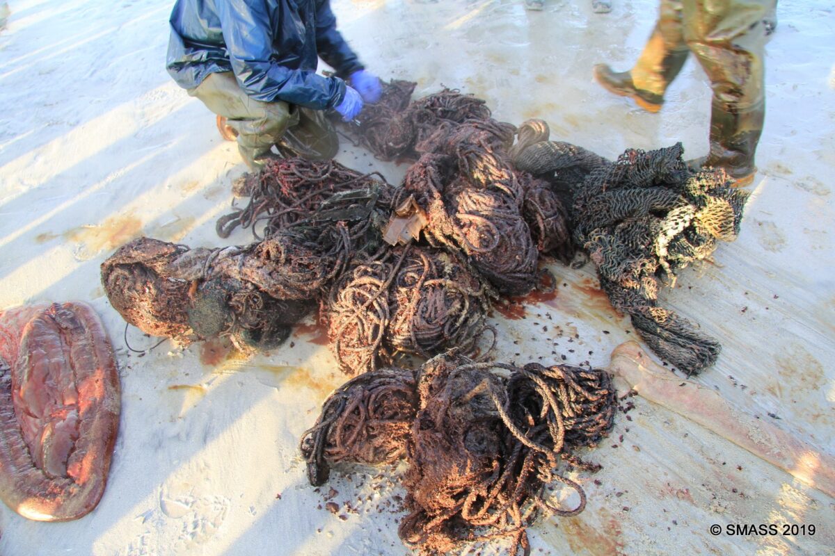 Waste such as plastic cups, rope, fishing nets, bags, and packing straps were found in a stranded sperm whale’s stomach. (Courtesy of Scottish Marine Animal Strandings Scheme)