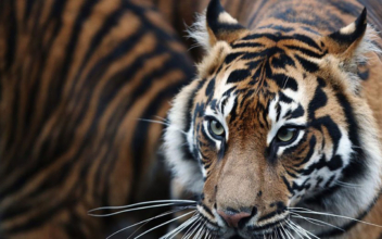 Sumatran Tiger Found Dead, Tiger Fetuses Found in Jar—Five Arrested for Poaching: Report