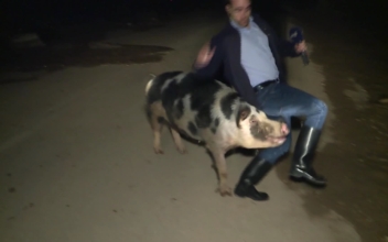 Pig Chases Greek Journalist Live On Air