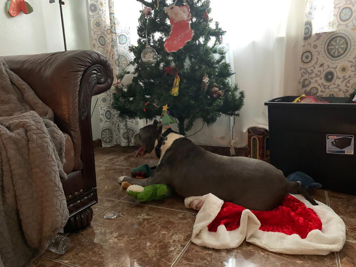 Seamus lying in front of the Christmas tree in his new home. (Courtesy of Fresno Bully Rescue)