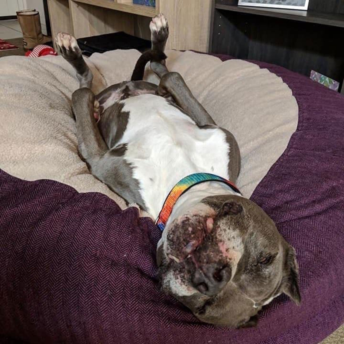 9-year-old pit bull mix Seamus. (Courtesy of Fresno Bully Rescue)