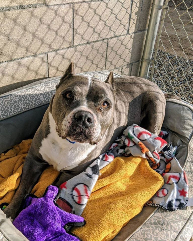 9-year-old pit bull mix Seamus. (Courtesy of Fresno Bully Rescue)