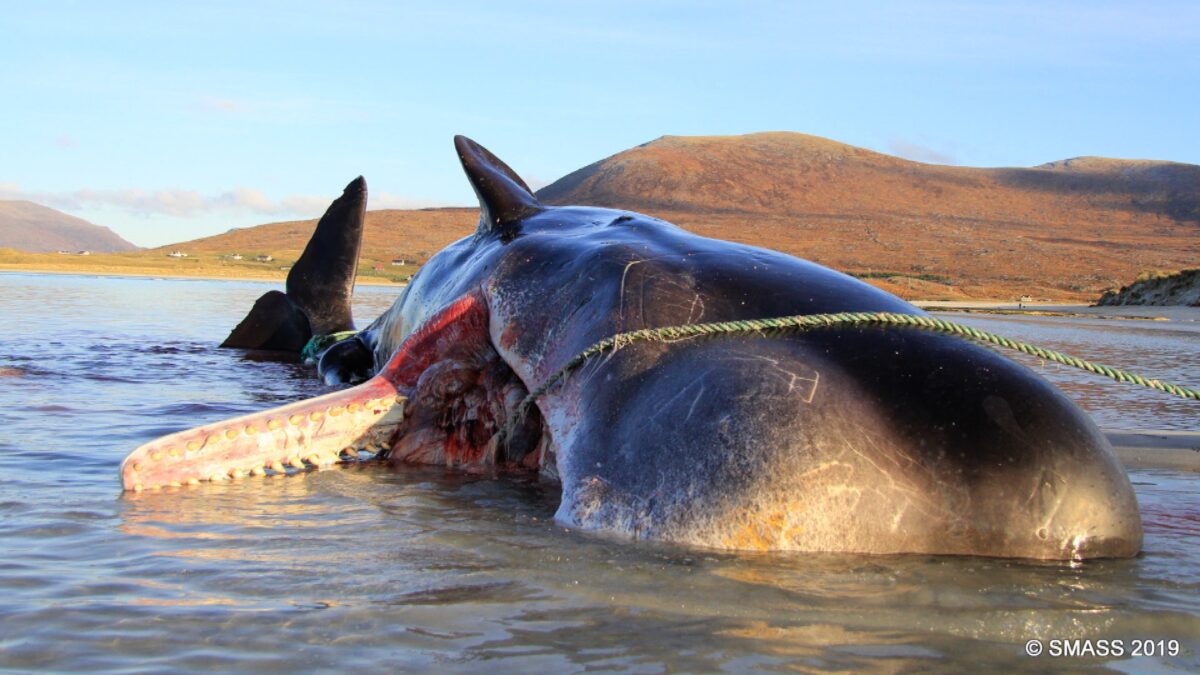 The sperm whale’s carcass was discovered by Isle of Harris residents on Seilebost beach in Scotland on Nov. 28, 2019. (Courtesy of Scottish Marine Animal Strandings Scheme)