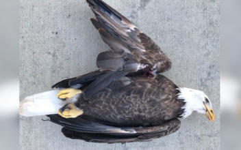 Bald Eagle Dies of Gunshot Wound in Indiana, Reward Offered