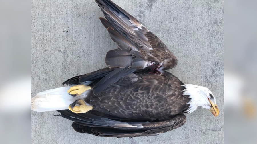 Bald Eagle Dies of Gunshot Wound in Indiana, Reward Offered