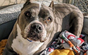 After More Than 5 Years in Shelter, 9-Year-Old Pit Bull Finally Gets Adopted Just in Time for Christmas