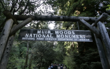 Massive Redwood Tree Falls, Kills Hiker in California Park