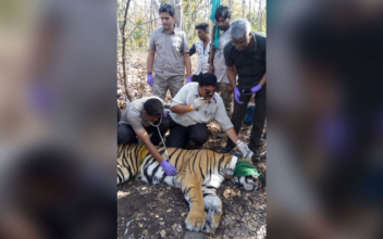 A Tiger Went on an 800-Mile Odyssey in Search of Food, a Mate and a Place to Call Home