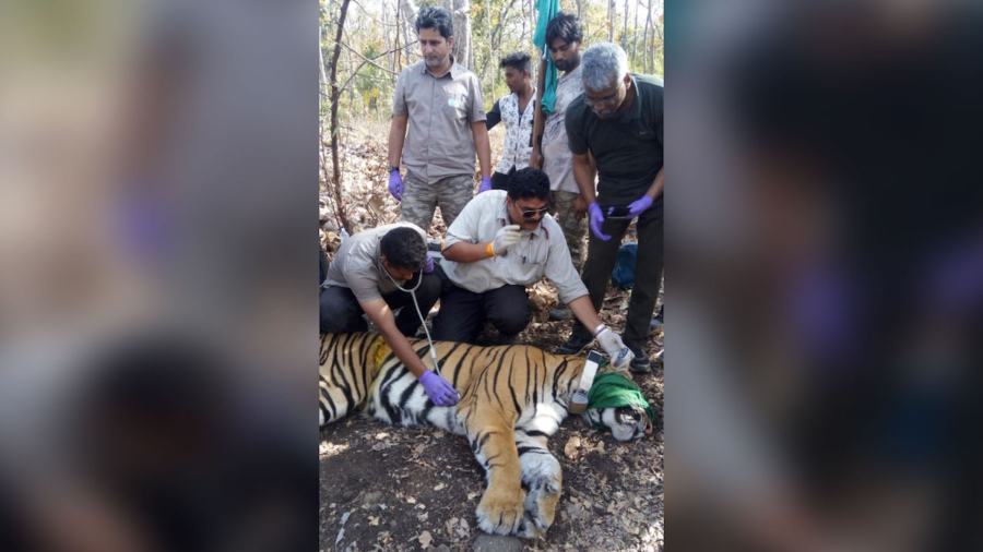 A Tiger Went on an 800-Mile Odyssey in Search of Food, a Mate and a Place to Call Home