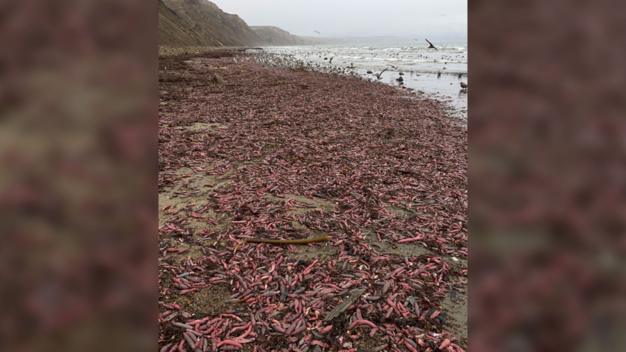 Thousands of Chunky, Squirming Innkeeper Worms Wash up on California Beach