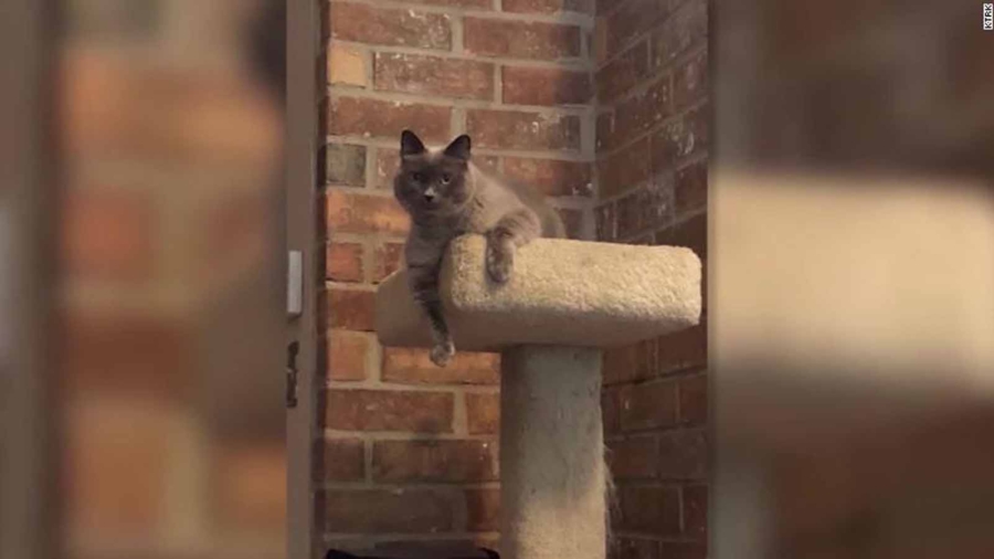 Texas Family Says Vet Accidentally Euthanized Their Cat During Routine Visit