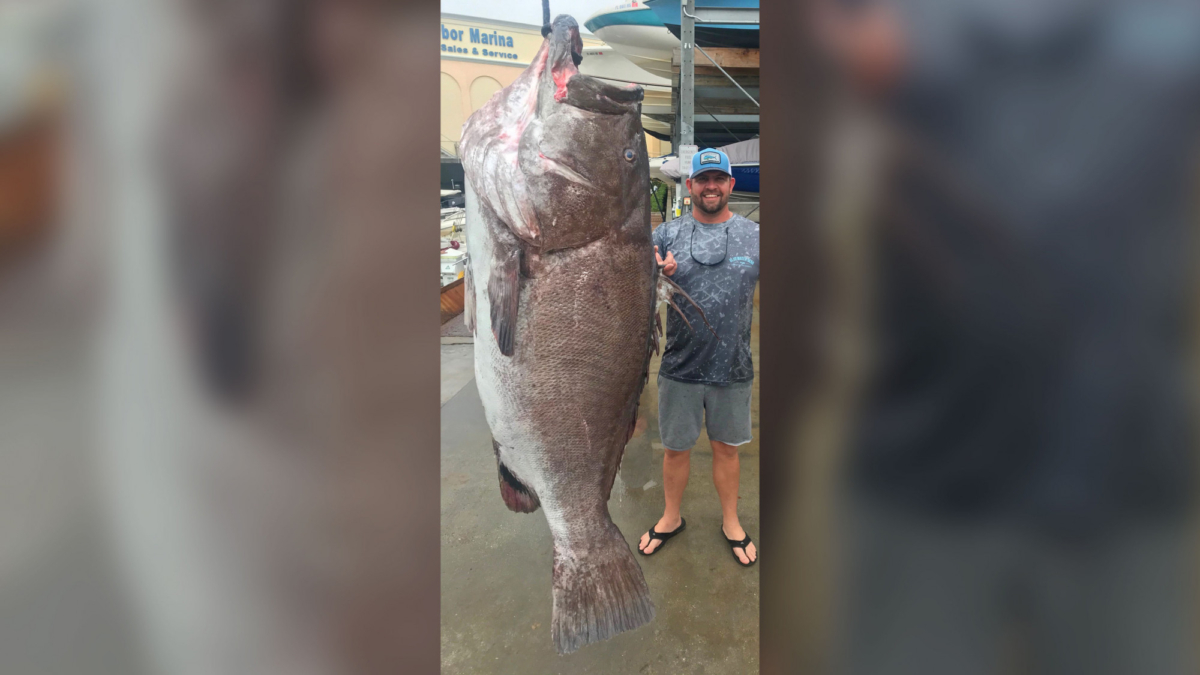 A 350-pound Warsaw grouper was caught off southwest Florida. (Photo by FWC Fish and Wildlife Research Institute)