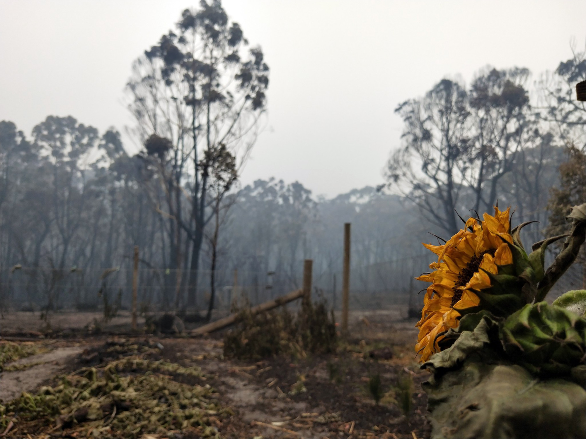 This Jan. 6, 2020, photo provided by Casey Kirchhoff shows a sunflower in the garden damaged by the wildfires in Wingello, a village, in New South Wales, Australia. (Casey Kirchhoff via AP)