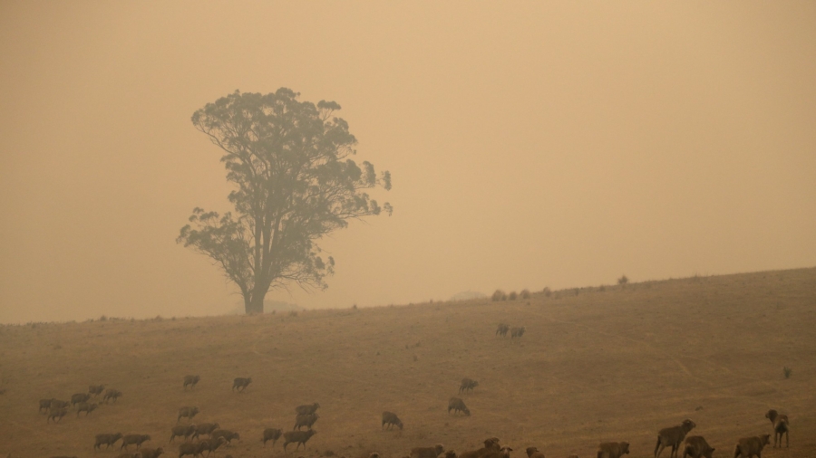 Australia’s Victoria Gets $75 Million Fire Clean-Up Package