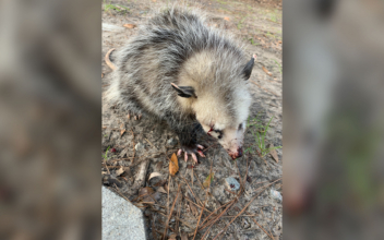 Baby Opossum Beaten Until Blinded on Hilton Head Golf Course