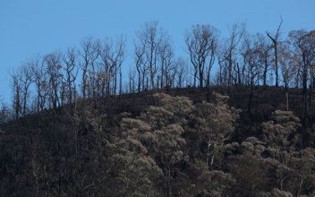 Australia Evacuates Parts of Its Capital as Bushfire Conditions Return