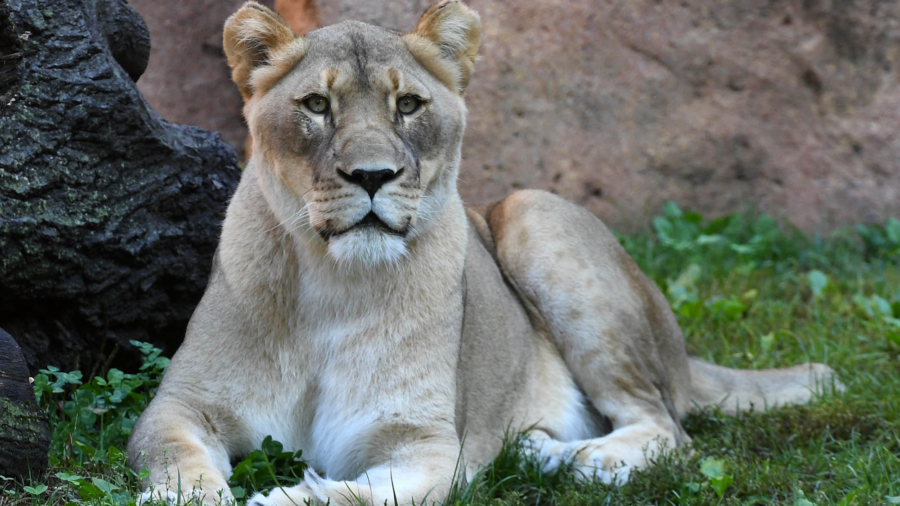 Female Lion at Chicago-Area Zoo Dies Less Than 2 Weeks After Mate