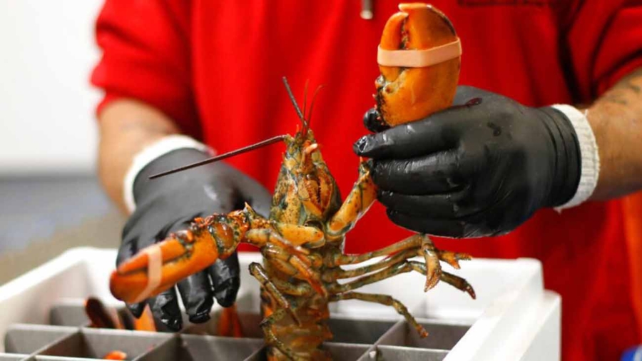 $400,000 Lobster Shipment Stolen En Route to Midwest
