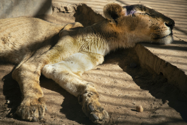 A malnourished lion rests in a zoo in Khartoum, Sudan on Tuesday, Jan. 7, 2020. (AP Photo)