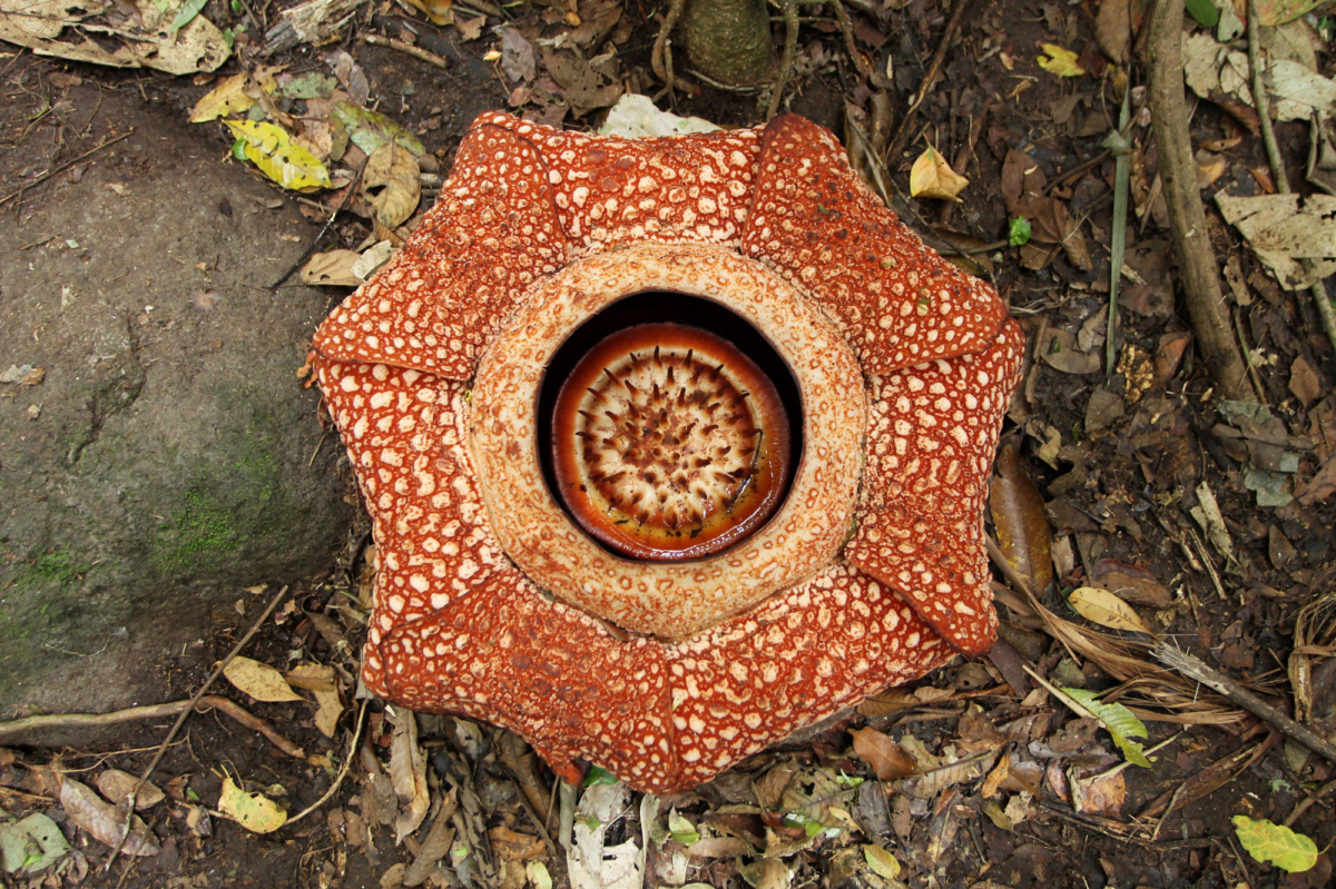 This general view shows a seven-petal giant flower "Rafflesia arnoldii" in Padang Guci, Bengkulu on Indonesia's Sumatra island on Jan. 17, 2018. (Photo by Diva Marha/AFP via Getty Images)
