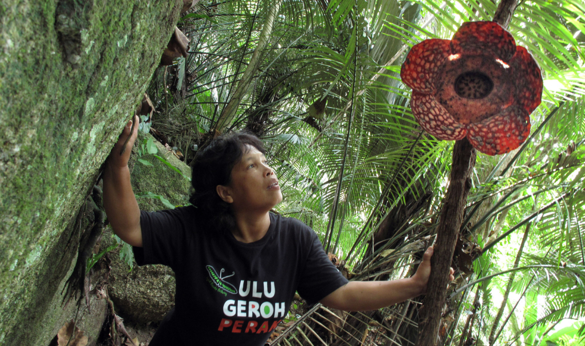 Malaysian guide Long Kadak looks at the world's biggest flower, named Rafflesia, in the forests of Ulu Geroh in northern Perak state on Aug. 9, 2009. (Photo by Sarah Stewart/AFP via Getty Images)
