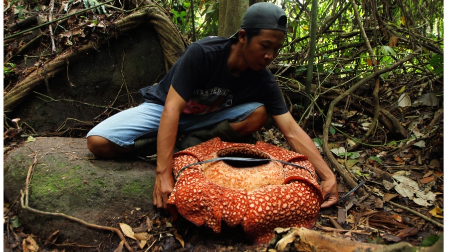 Scientists Just Found One of the World’s Largest Flowers Blooming in an Indonesian Jungle