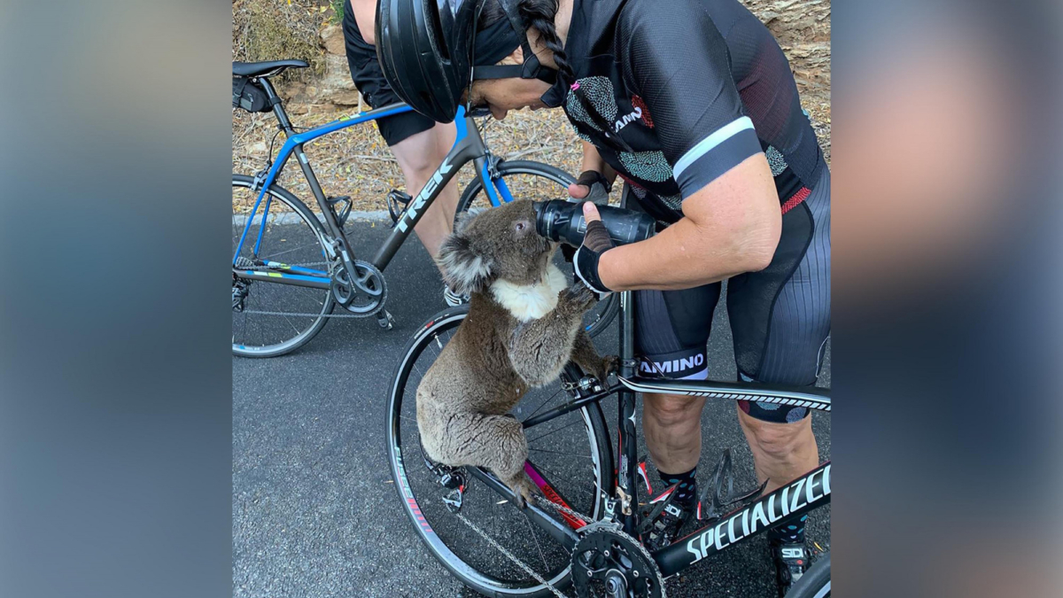 A cyclist stopped in the middle of the road to give a thirsty koala some water to drink in Adelaide, South Australia, on Dec. 27, 2019. (Courtesy of @bikebug2019/Instagram)