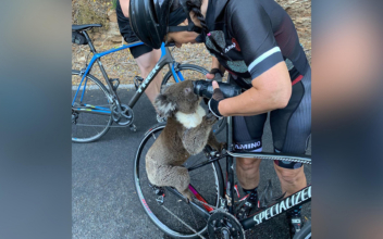 ‘He’s so Thirsty’: Koala Climbs Cyclist Bike, Begging for Water, as Heatwaves Hit Australia