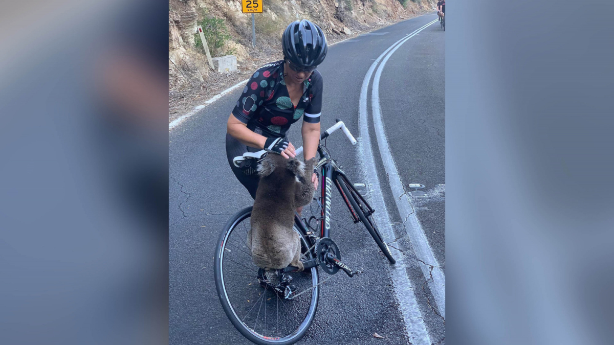A cyclist stopped in the middle of the road to give a thirsty koala some water to drink in Adelaide, South Australia, on Dec. 27, 2019. (Courtesy of @bikebug2019/Instagram)