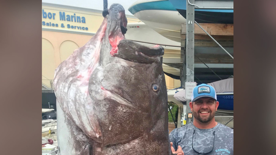 Fisherman Catches ‘A Big Old Fish’ Weighing 350 Pounds Off Southwest Florida