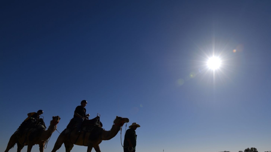 Up to 10,000 Camels May Be Shot and Killed as Australian Wildfires Rage: Official