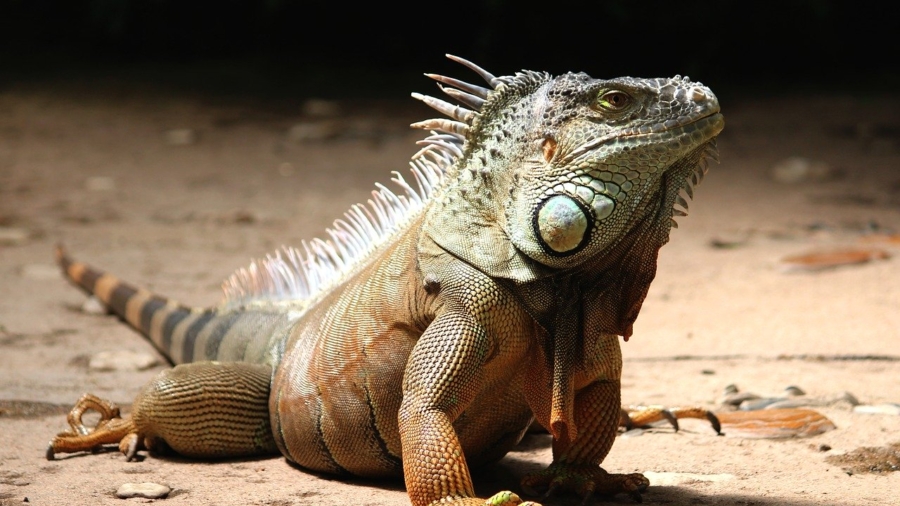 National Weather Service Warns of Falling Iguanas