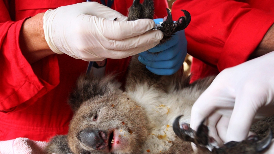 Australian Govt Announces $50 Million Cash Injection for Wildlife, Enviro Groups Amid Bushfire Crisis