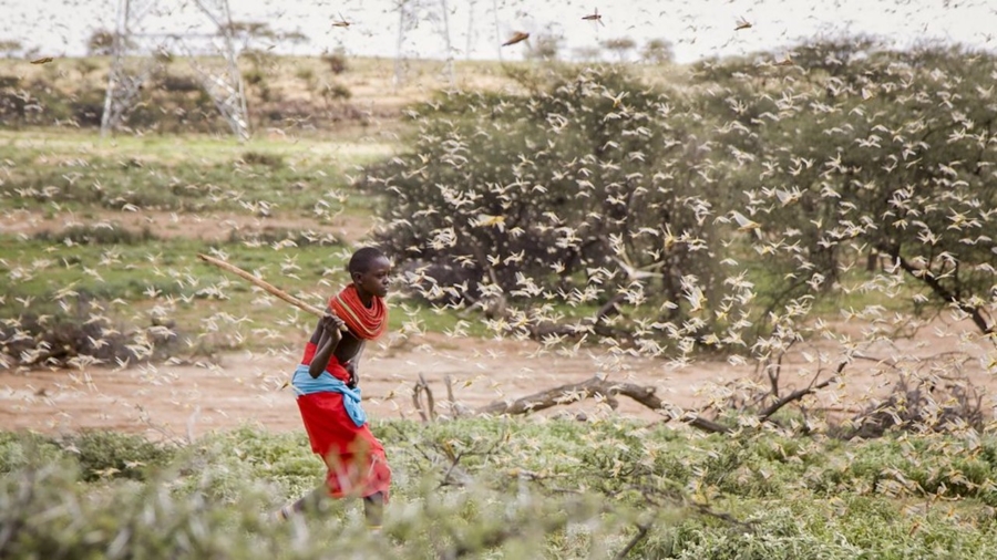 ‘This Is Huge’: Locust Swarms in Africa Are Worst in Decades