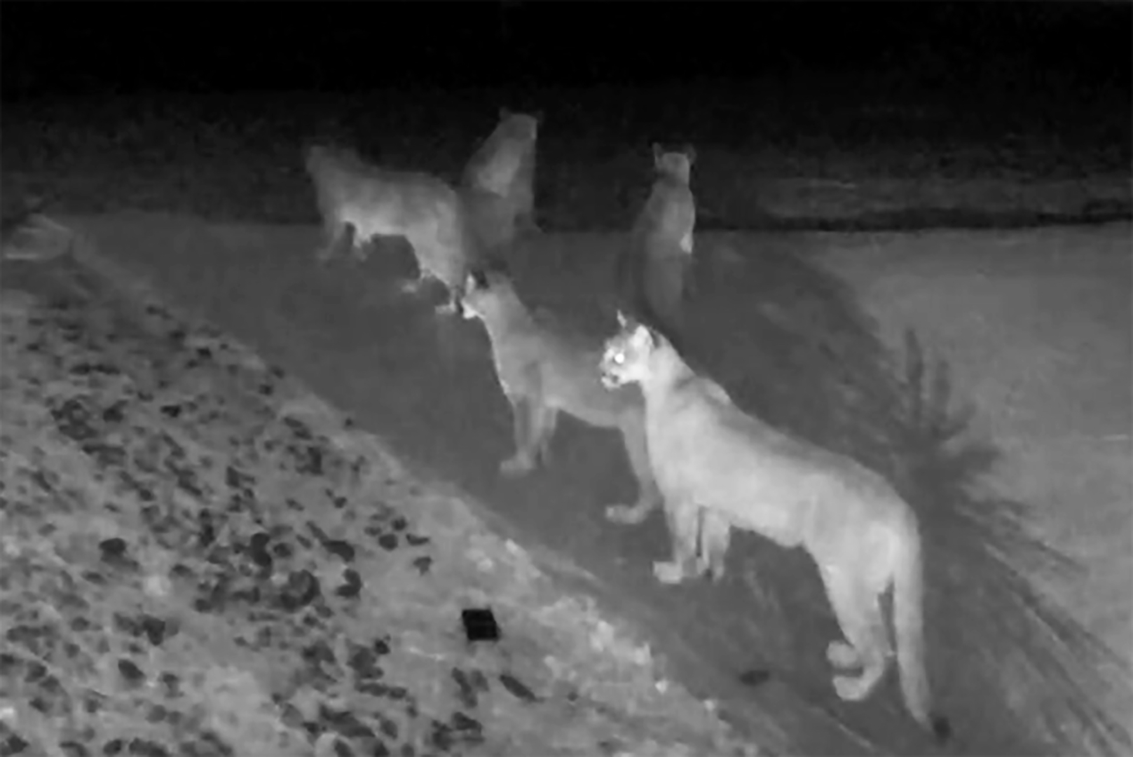 Five California mountain lions seen together on home surveillance video